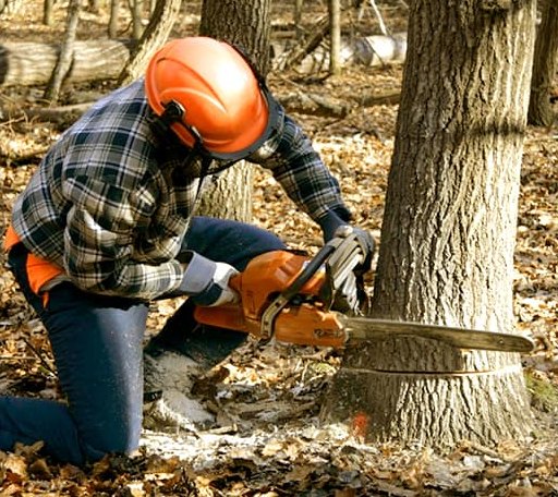 Tree Removal in Fowlerton, IN